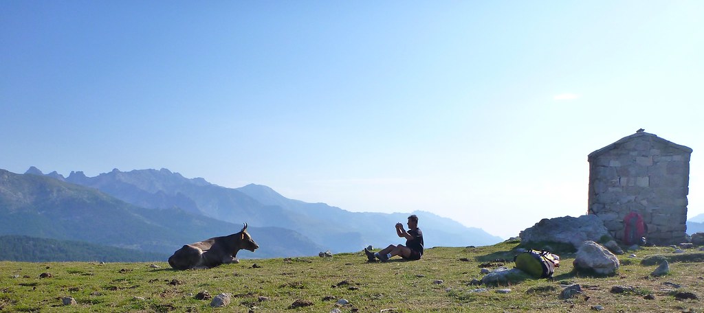 Un randonneur au repos avec une vache sur un plateau du GR20 en Corse